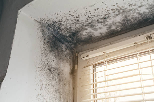 Affordable Commercial Mold Remediation solutions in Escobares, TX