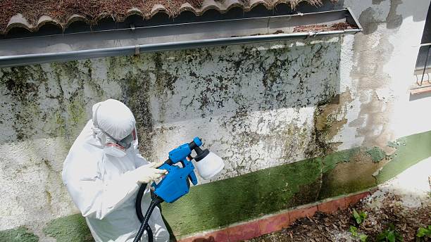 Top rated local Commercial Mold Remediation specialists in Escobares, TX